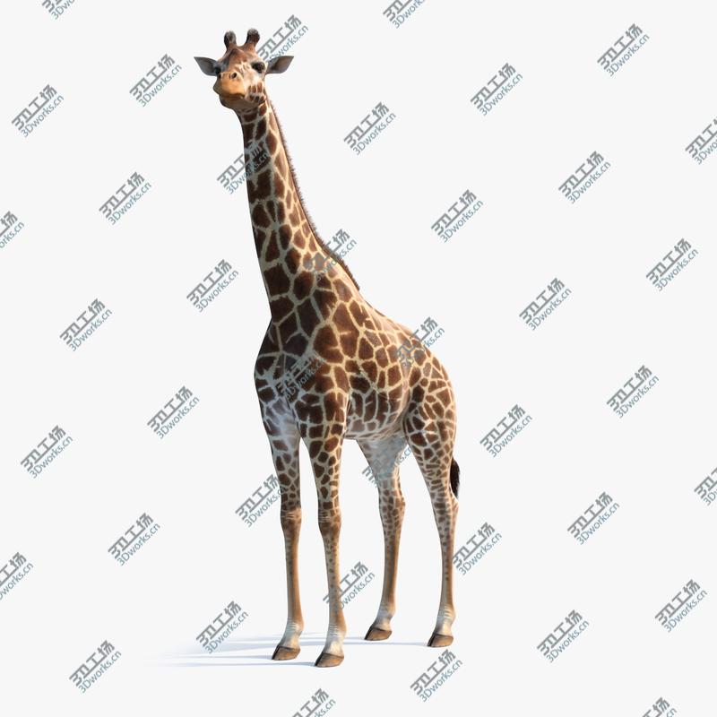 images/goods_img/2021040232/3D Giraffe Standing Pose Fur 3D Model/3.jpg